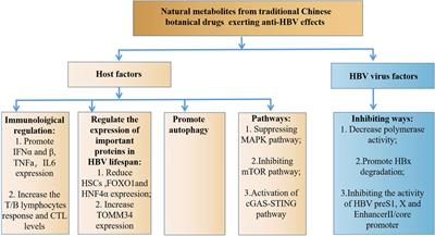 Metabolites from traditional Chinese botanical drugs with anti-hepatitis B virus activity - a review